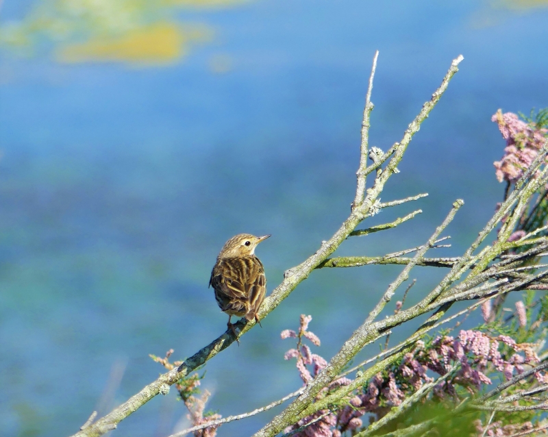 P1180219_5.JPG Cisticole des joncs (Cisticola juncidis)