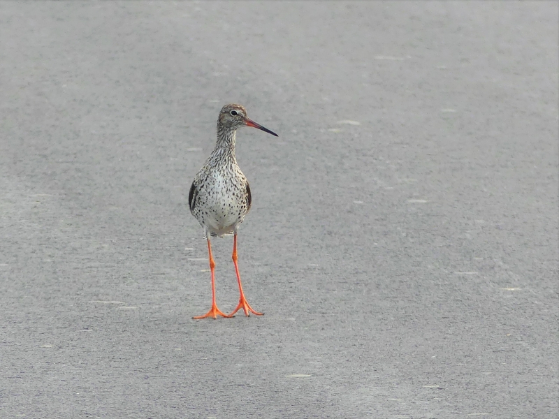 Photo Oiseaux Chevalier gambette (Tringa totanus)