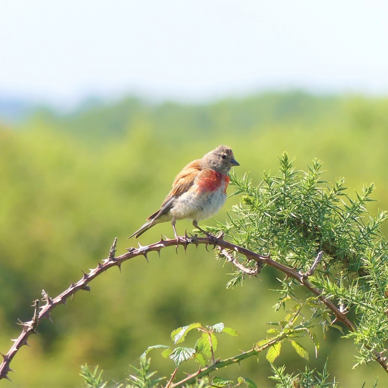 Photo Oiseaux Linotte mélodieuse