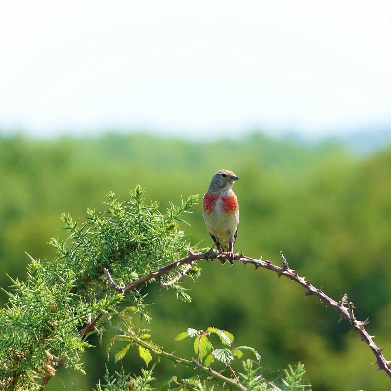 Photo Oiseaux Linotte mélodieuse