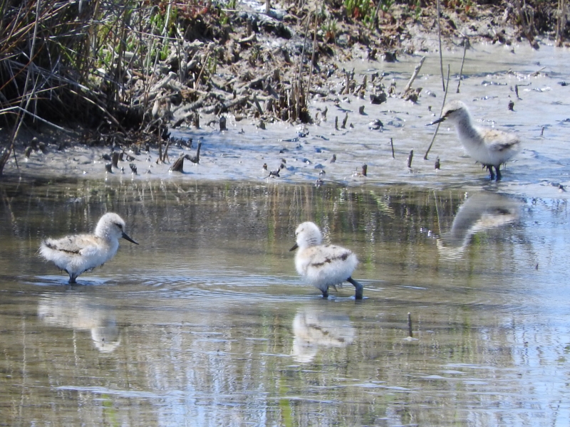 Photo Oiseaux