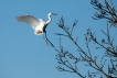  Aigrette garzette (Egretta garzetta)