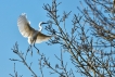  Aigrette garzette (Egretta garzetta)