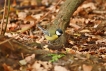  Mésange charbonnière (Parus major)