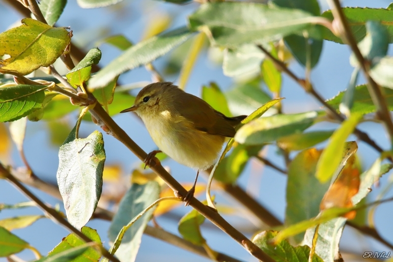 IMG_0659.JPG Pouillot véloce (Phylloscopus collybita)