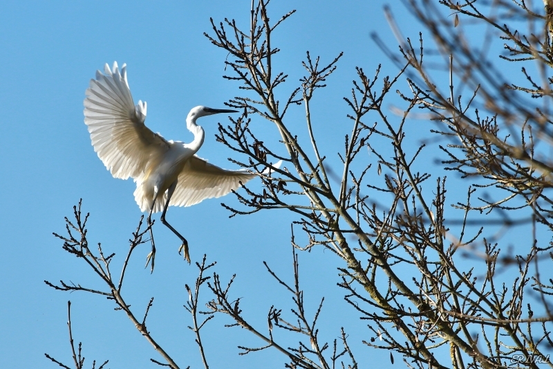 IMG_0701.JPG Aigrette garzette (Egretta garzetta)