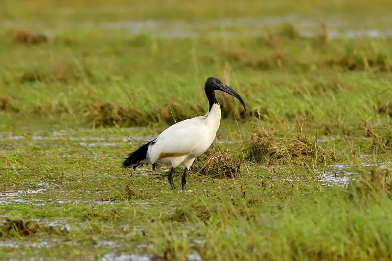 IMG_2953.JPG Ibis sacré (Threskiornis aethiopicus)