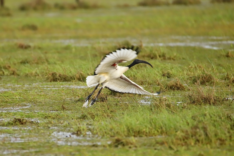 IMG_2956.JPG Ibis sacré (Threskiornis aethiopicus)