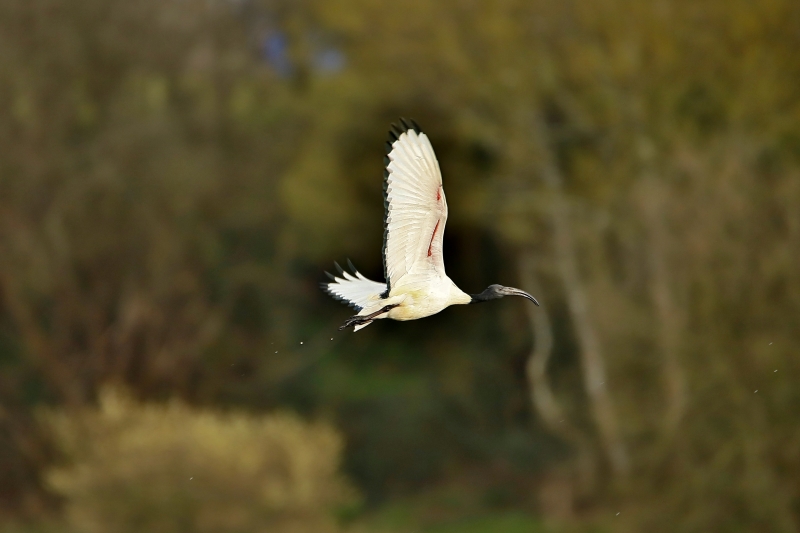 IMG_2989.JPG Ibis sacré (Threskiornis aethiopicus)