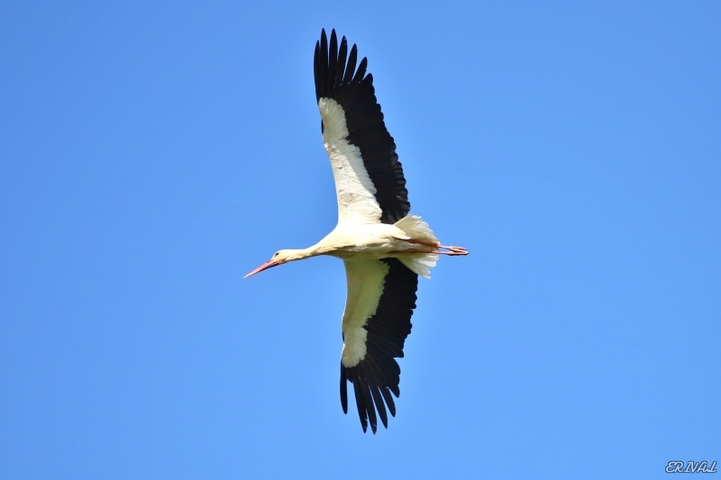 IMG_3163.JPG Cigogne blanche (Ciconia ciconia)