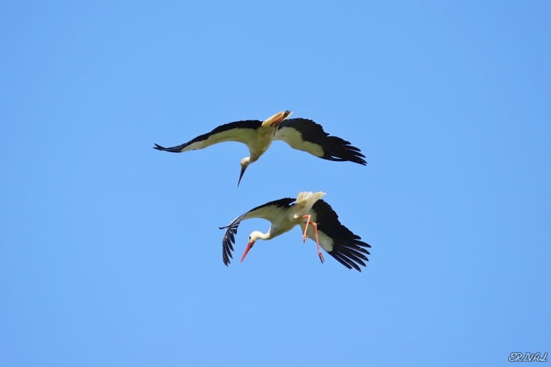 IMG_3168.JPG Cigogne blanche (Ciconia ciconia)