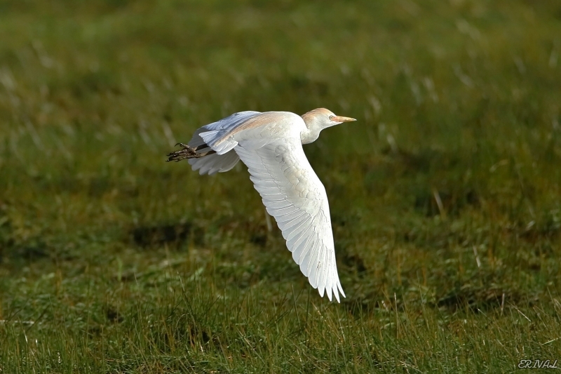 IMG_3751-1.JPG Héron garde-boeufs (Bubulcus ibis)