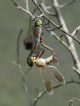 Insectes Anax empereur (Anax imperator)