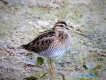 Oiseaux Bécassines des marais