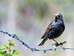 Oiseaux Etourneau sansonnet (Sturnus vulgaris)