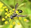 Insectes Isodontia mexicana