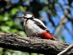 Oiseaux Pic épeiche (Dendrocopos major)