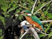 Oiseaux Martin pêcheur d\'Europe (Alcedo atthis)