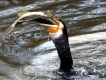 Oiseaux Grand cormoran (Phalacrocorax carbo)