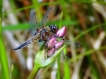 Insectes Libellule à quatre taches