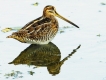 Oiseaux Bécassine des marais (Gallinago gallinago)