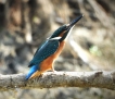 Oiseaux Martin pêcheur d\'Europe (Alcedo atthis)