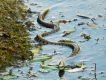 Amphibiens Couleuvre à collier (Natrix natrix)