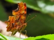 Insectes Robert-le-Diable (Polygonia c-album)