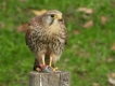 Oiseaux Faucon crécerelle (Falco tinnunculus)