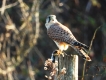 Oiseaux Faucon crécerelle (Falco tinnunculus)