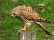 Oiseaux Faucon crécerelle (Falco tinnunculus)