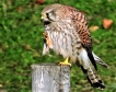 Oiseaux Faucon crécerelle (Falco tinnunculus)