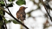 Oiseaux Phragmite des joncs (Acrocephalus schoenobaenus) Grive mauvis