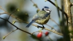 Oiseaux Mésange bleue (Cyanistes caeruleus)