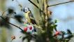 Oiseaux Mésange bleue (Cyanistes caeruleus)