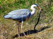 Oiseaux heron cendre en pleins repas