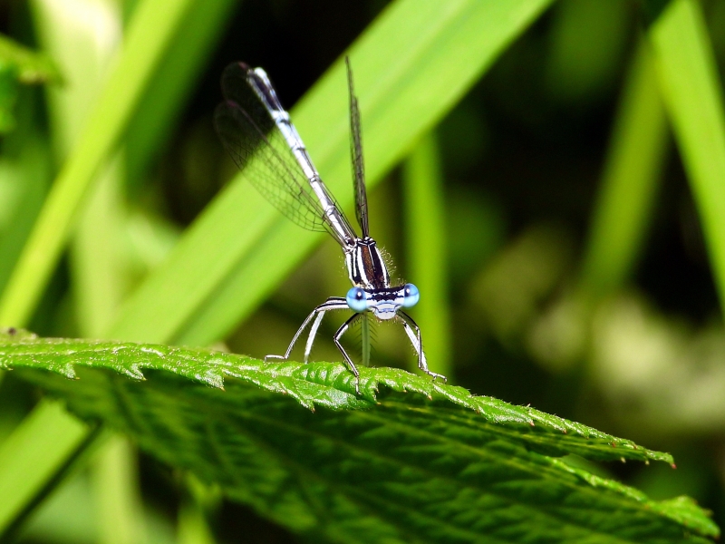 Photo Insectes Agrion élégant (Ischnura elegans)