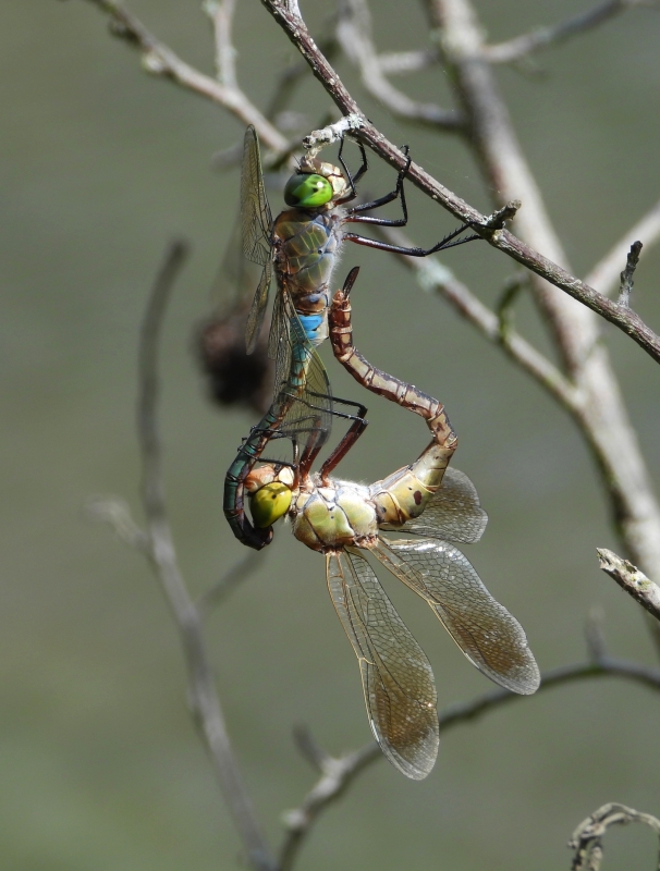 Photo Insectes Anax empereur (Anax imperator)