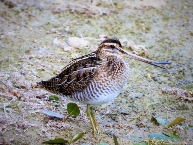 Photo Oiseaux Bécassines des marais