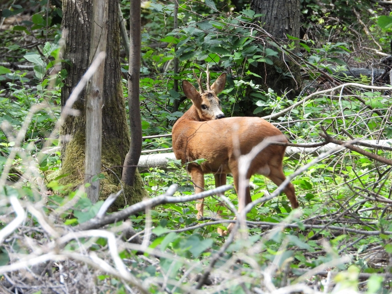 Photo Mammifères Chevreuil (Brocard)