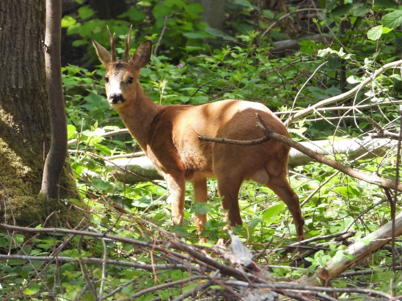 Photo Mammifères Chevreuil (Brocard)