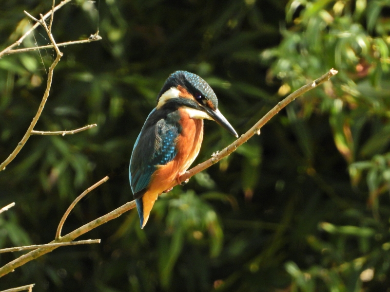 Photo Oiseaux Martin-pêcheur d'Europe (Alcedo atthis)