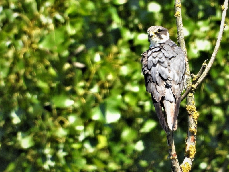 Photo Oiseaux Faucon hobereau (Falco subbuteo)