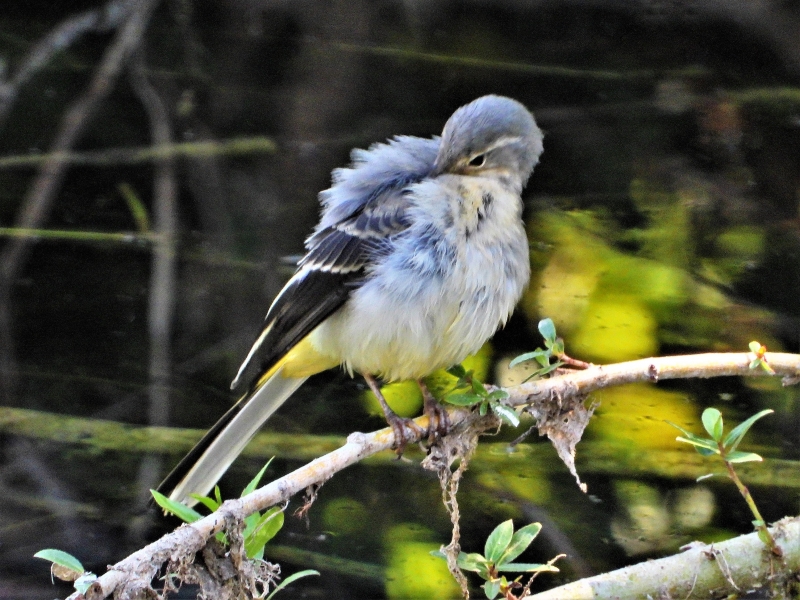 Photo Oiseaux Bergeronnette des ruisseaux (Motacilla cinerea)