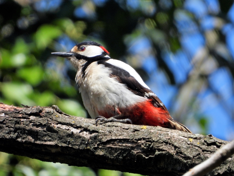 Photo Oiseaux Pic épeiche (Dendrocopos major)