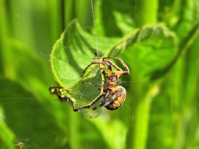 Photo Araignées