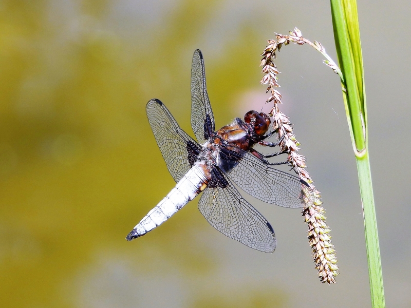 Photo Insectes Libellule fauve (libellula fulva)