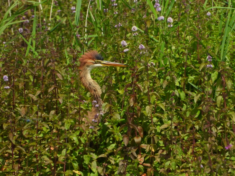 Photo Oiseaux Héron pourpré (Ardea purpurea)