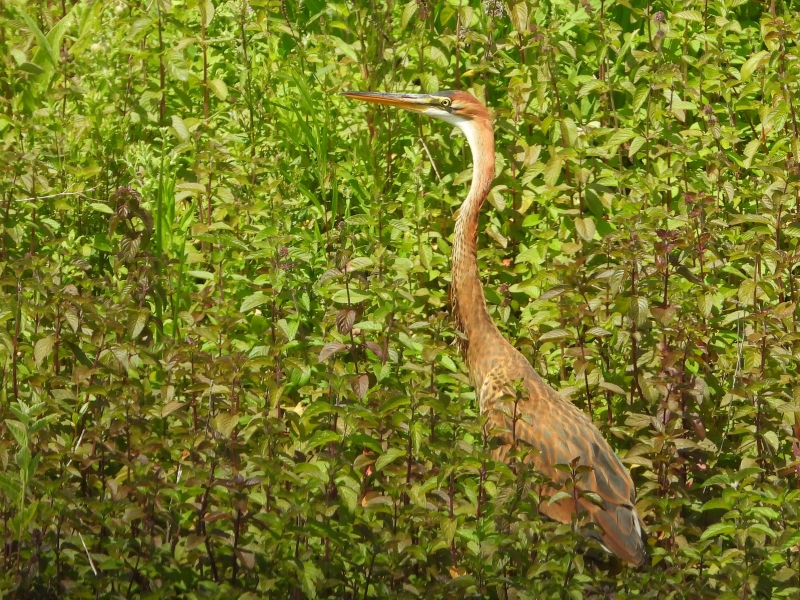 Photo Oiseaux Héron pourpré (Ardea purpurea)