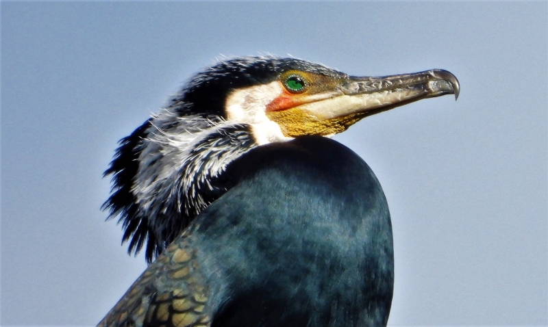 Photo Oiseaux Grand cormoran (Phalacrocorax carbo)